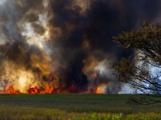 A dramatic scene of a grassland wildfire with thick smoke and bright flames engulfing the field.